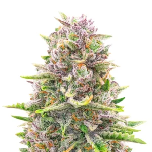 Bruce Banner Auto Feminized (56 seeds)