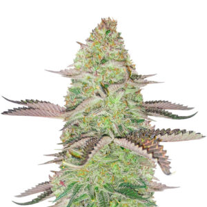 GSC Feminized (56 seeds)